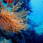Immersioni e Diving Ischia